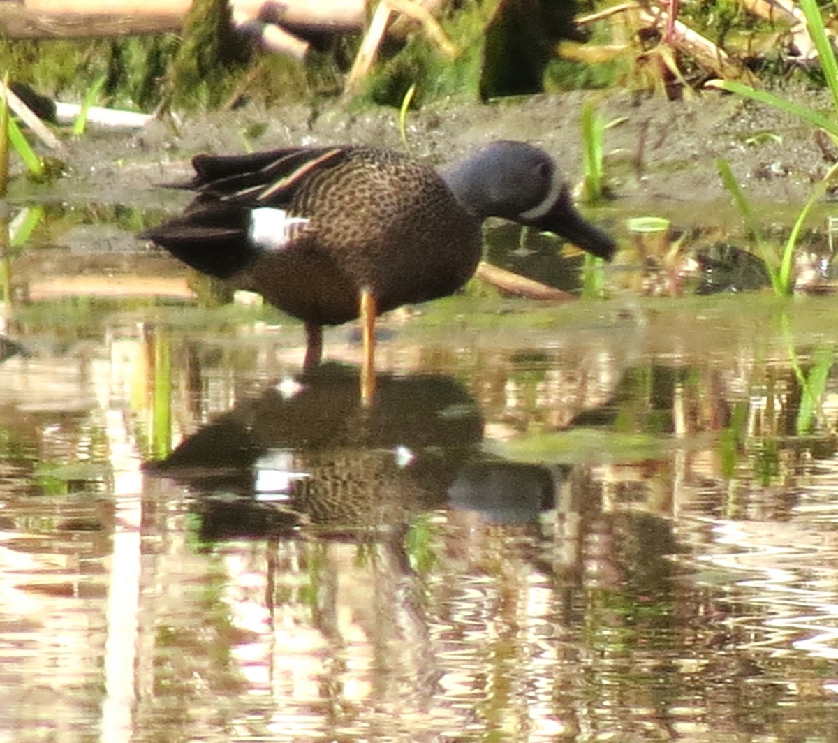 Blue-winged Teal - ML618638850