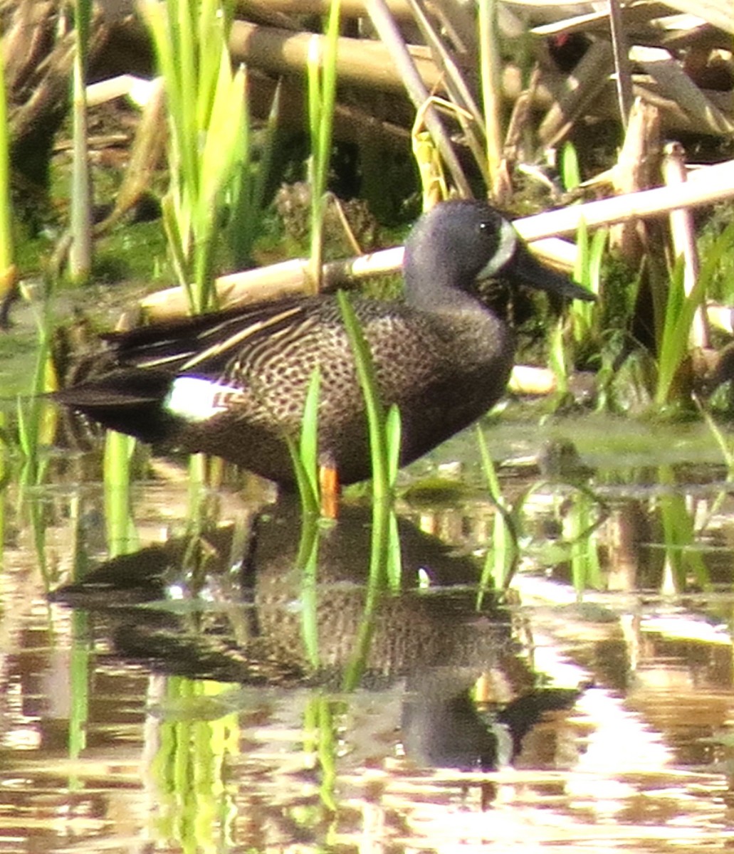 Blue-winged Teal - ML618638866