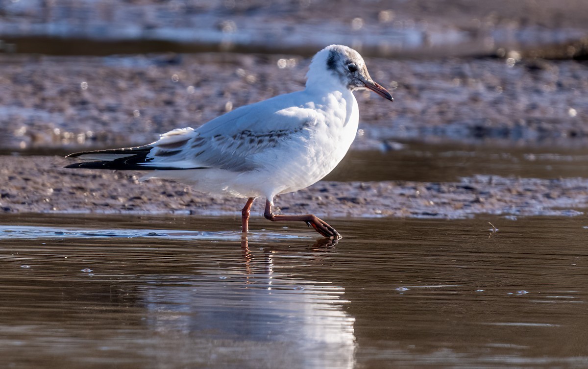 Mouette rieuse - ML618638869