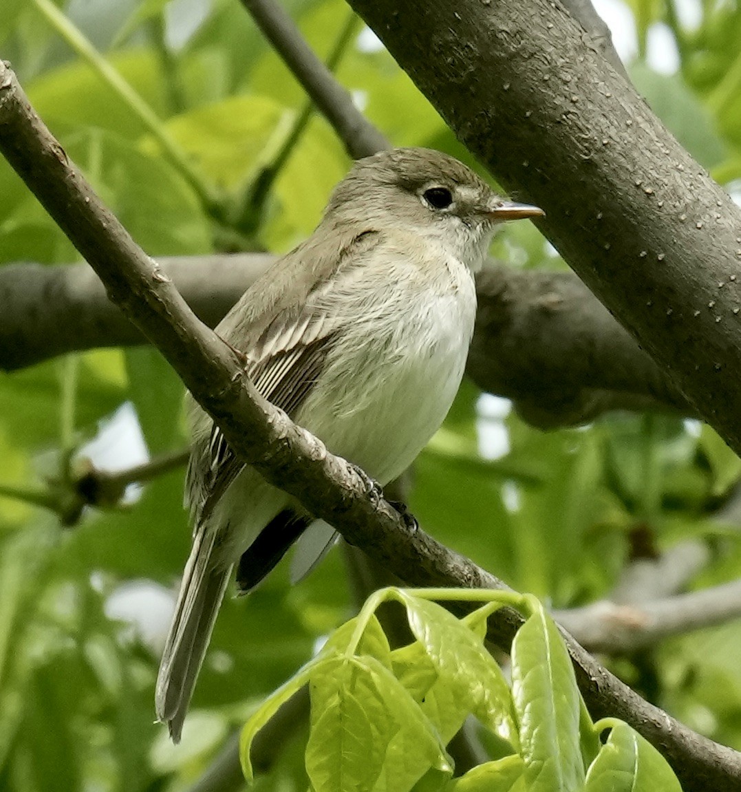 Moucherolle tchébec - ML618638882