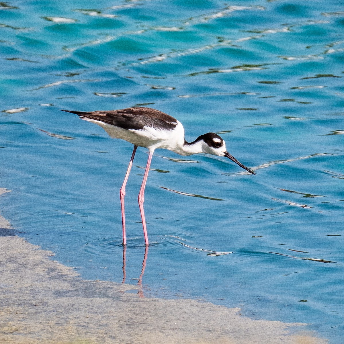 Black-necked Stilt - Liling Warren