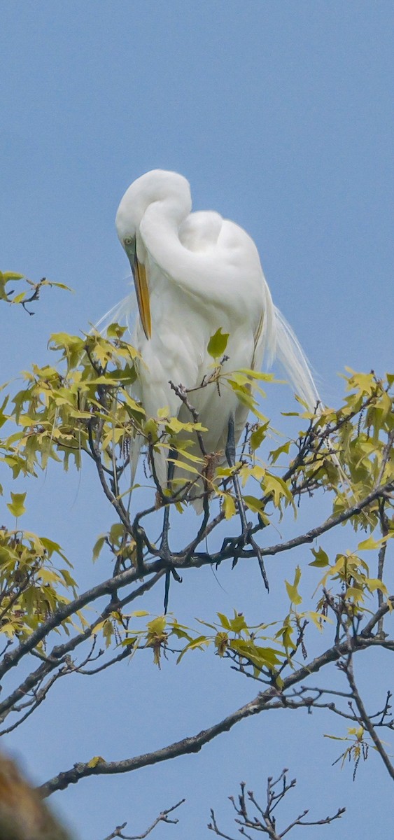 Great Egret - Roger Horn