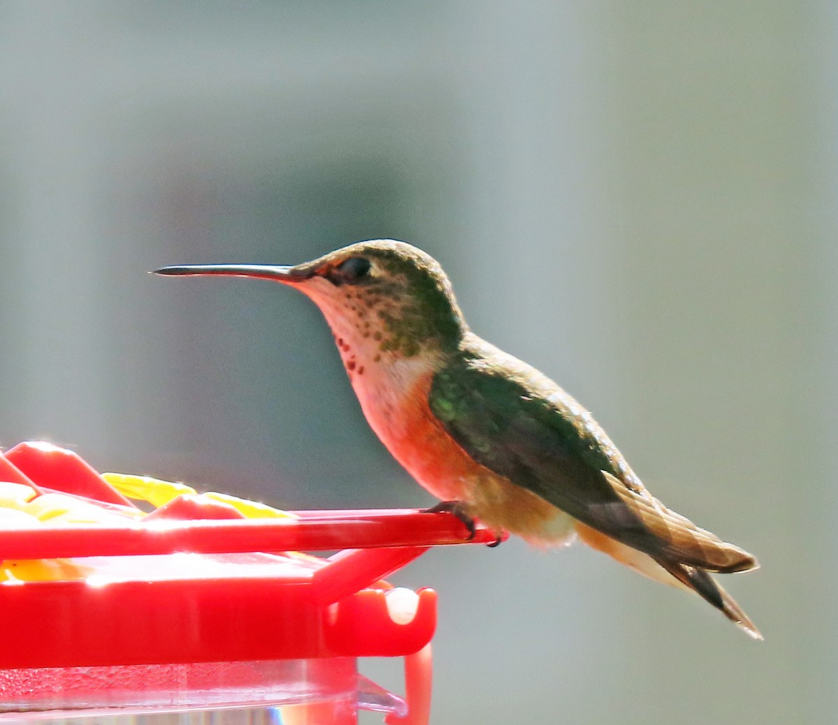 Rufous Hummingbird - ML618638923