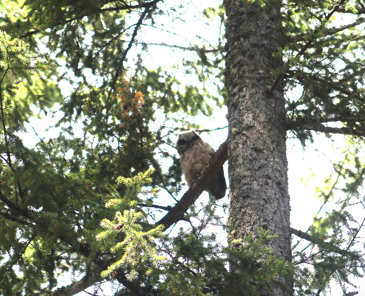 Great Horned Owl - ML618638924