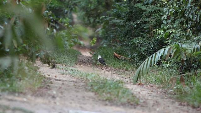 シロエリノスリ - ML618638963