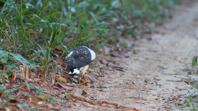 シロエリノスリ - ML618638969