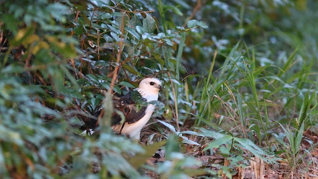 シロエリノスリ - ML618638978