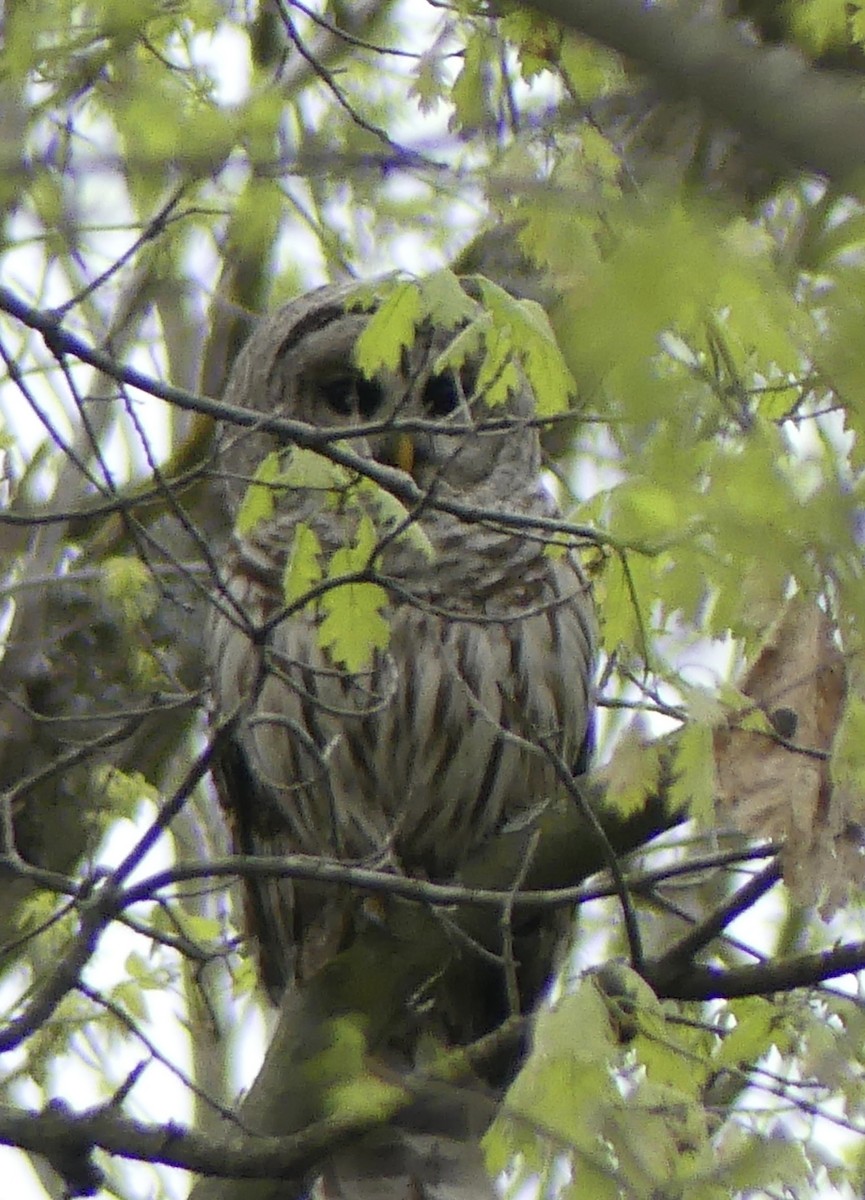 Barred Owl - ML618639005