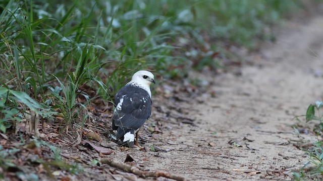 シロエリノスリ - ML618639010