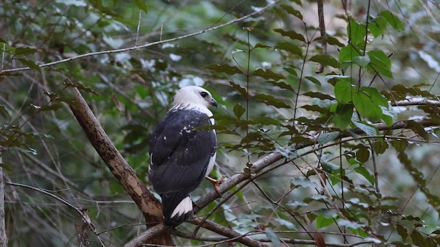 シロエリノスリ - ML618639012