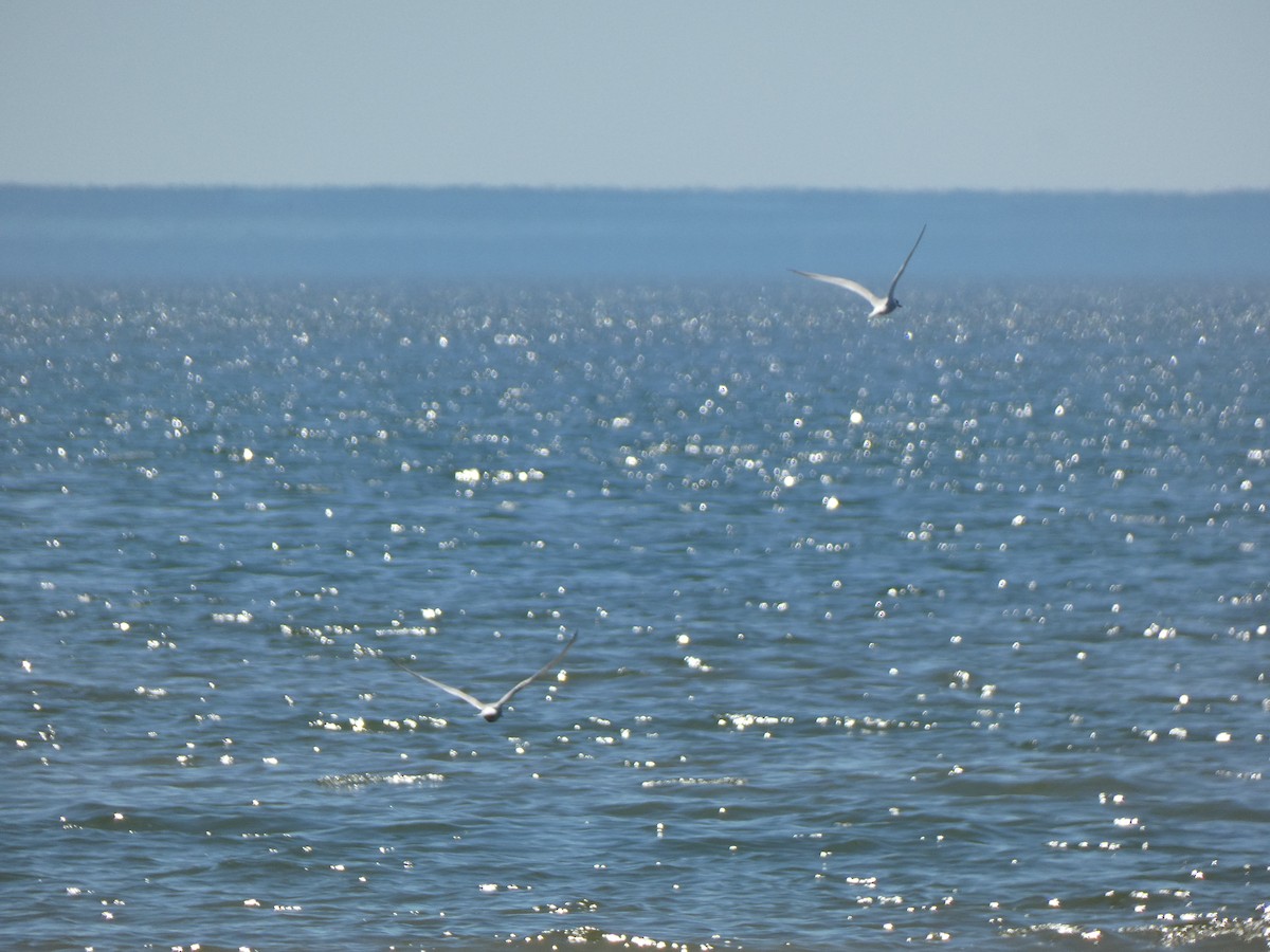 Common Tern - ML618639025