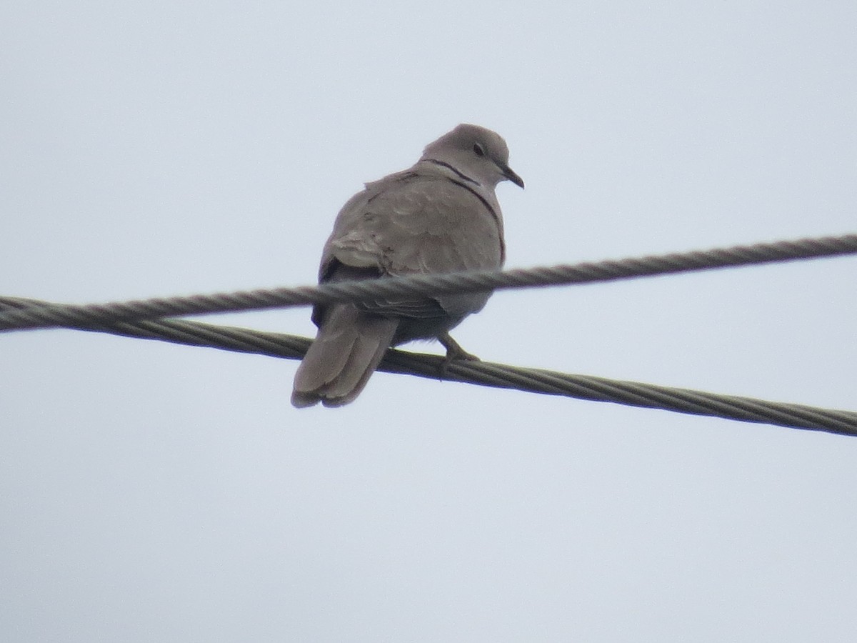 Eurasian Collared-Dove - ML618639062