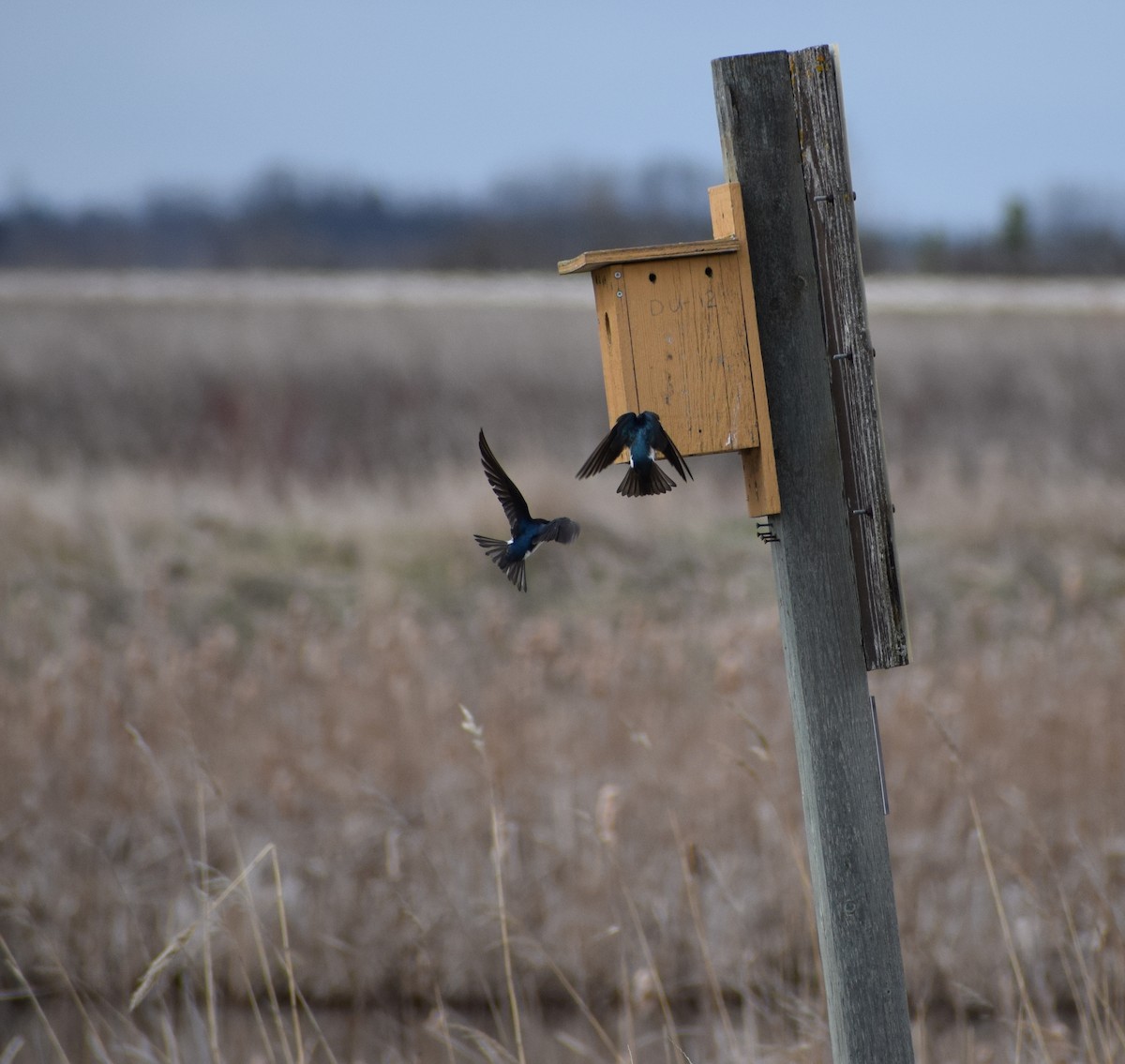 Tree Swallow - Richard Buist