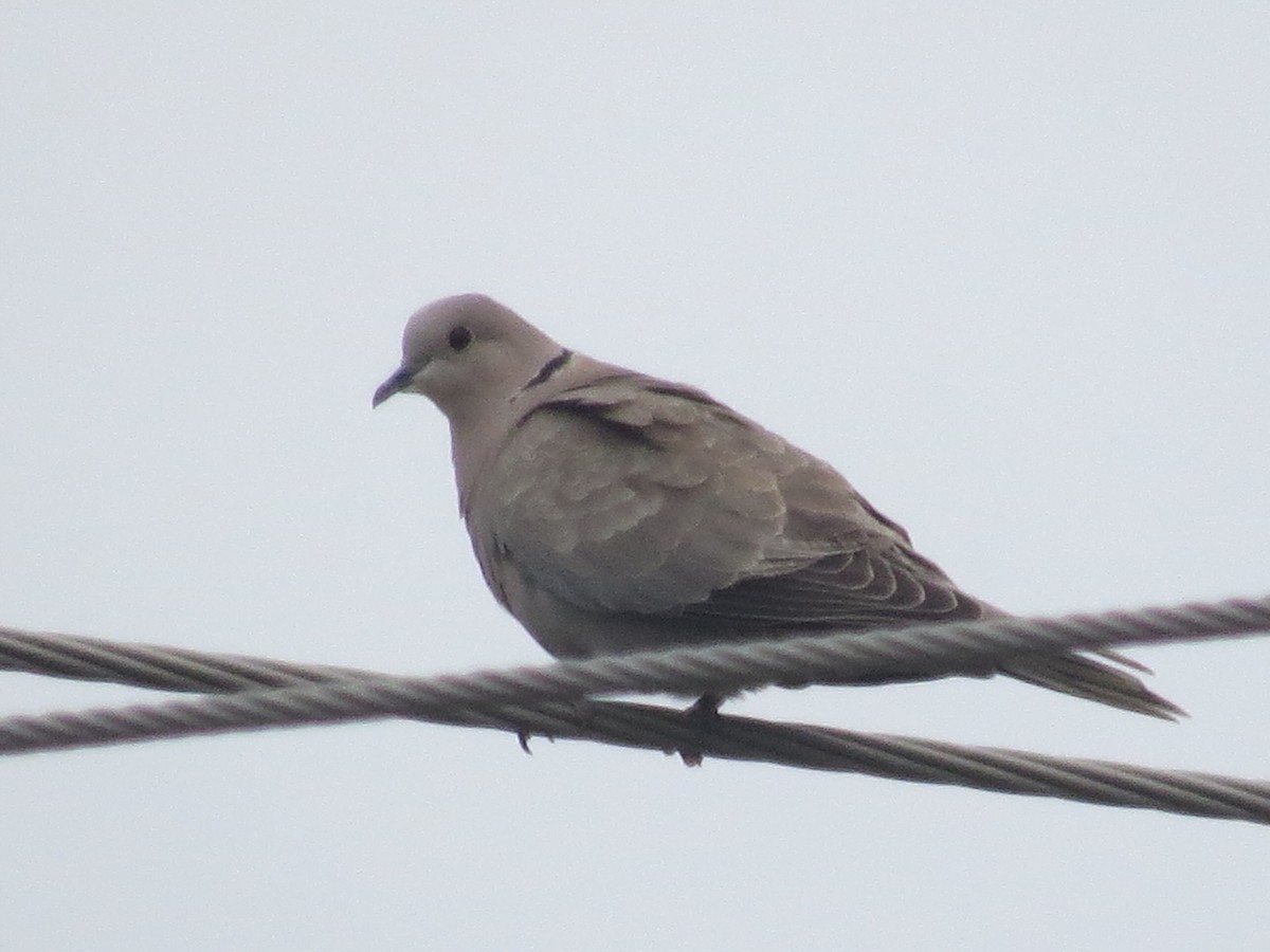 Eurasian Collared-Dove - ML618639073