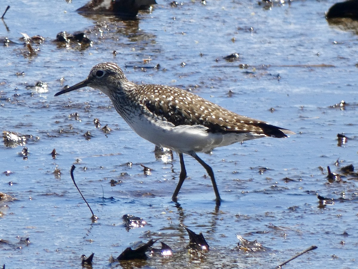 Solitary Sandpiper - Anthony Albrecht