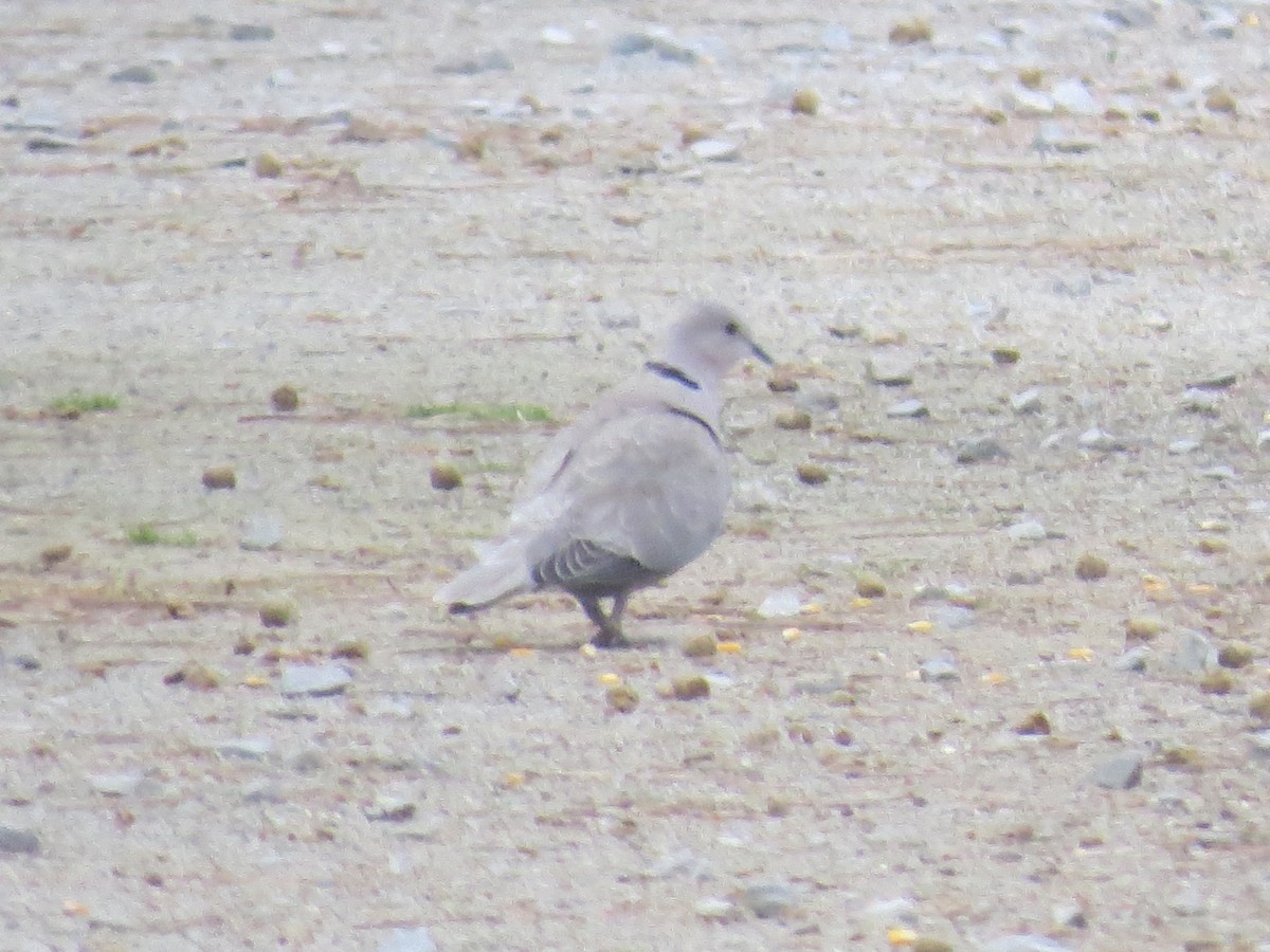 Eurasian Collared-Dove - ML618639088