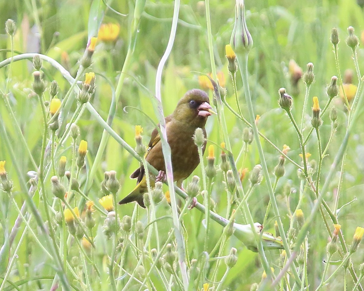 Oriental Greenfinch - takayuki kano