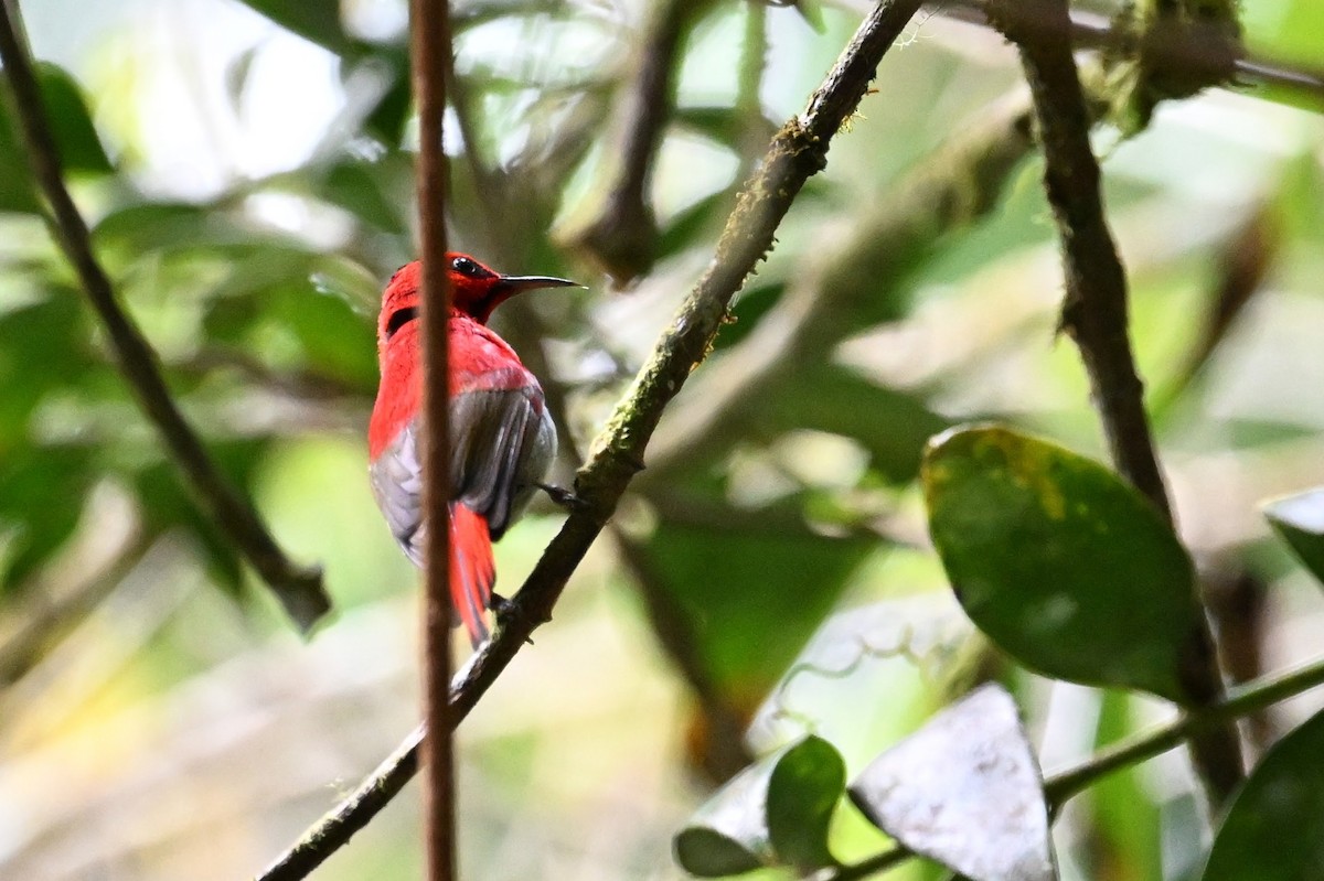 Temminck's Sunbird - ML618639147