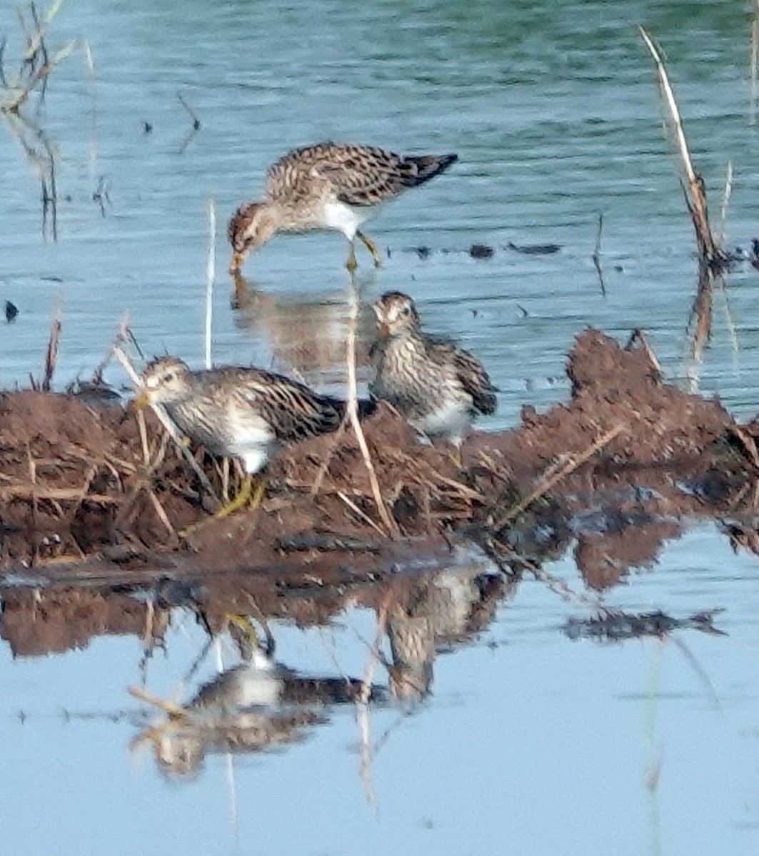 Pectoral Sandpiper - ML618639212