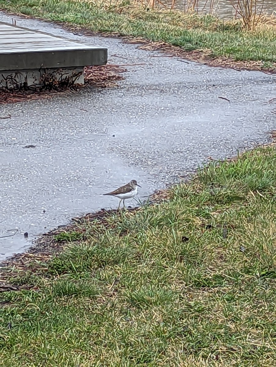 Solitary Sandpiper - ML618639221