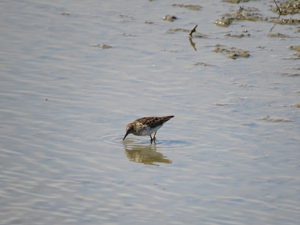 Pectoral Sandpiper - Cathy Bailey