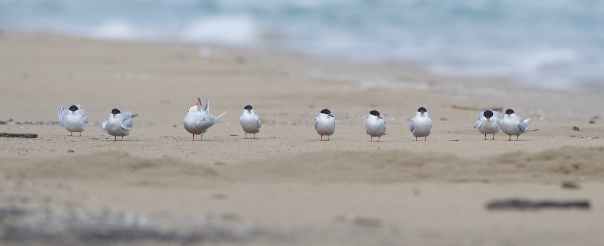 Common Tern - ML618639256