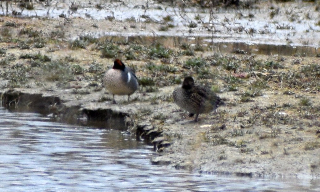 Green-winged Teal - Richard Buist