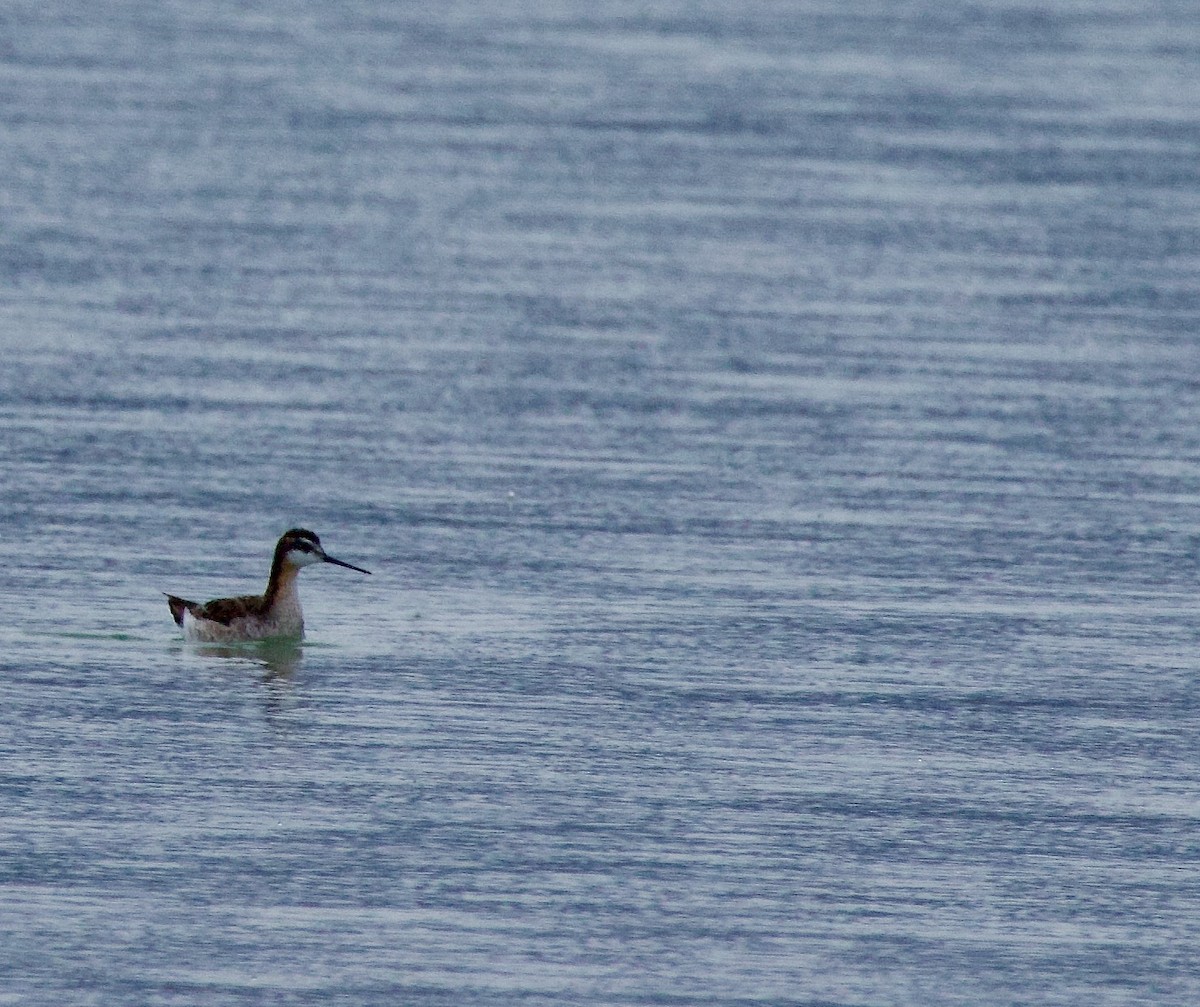 Wilson's Phalarope - ML618639313