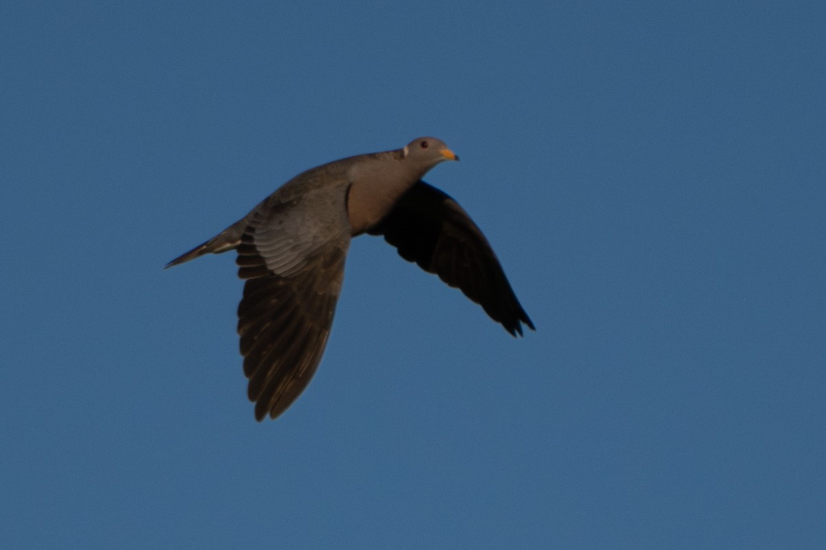 Band-tailed Pigeon - ML618639331