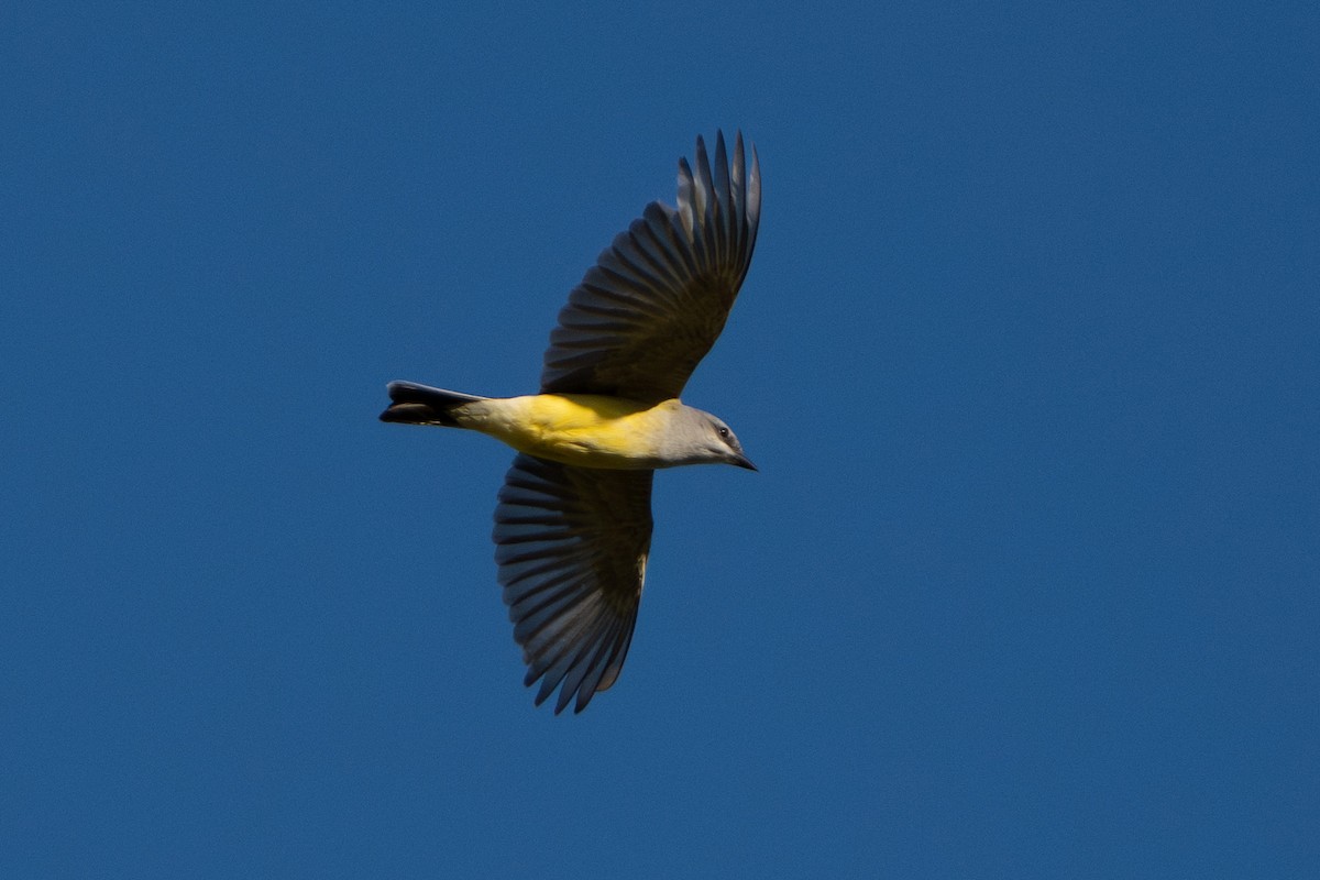 Western Kingbird - ML618639347