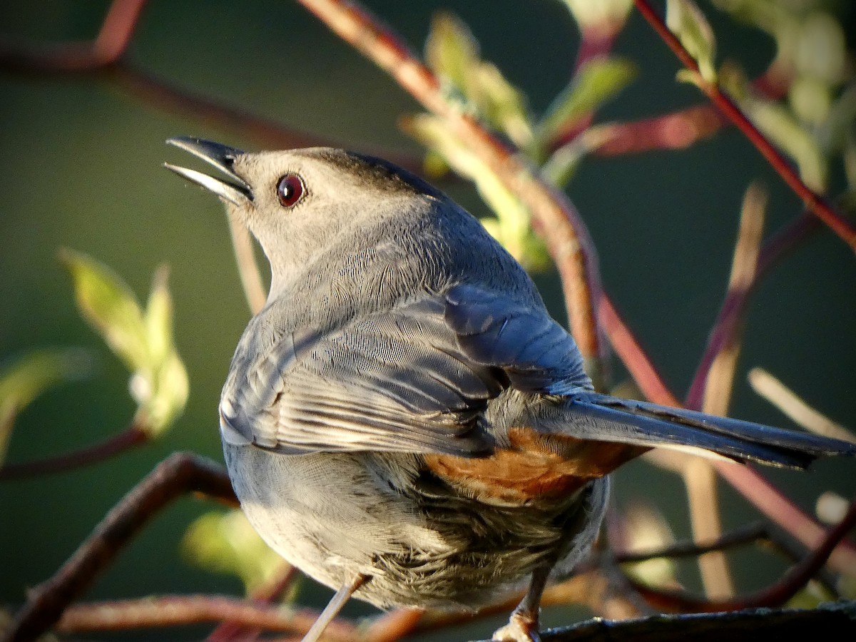 Gray Catbird - ML618639370