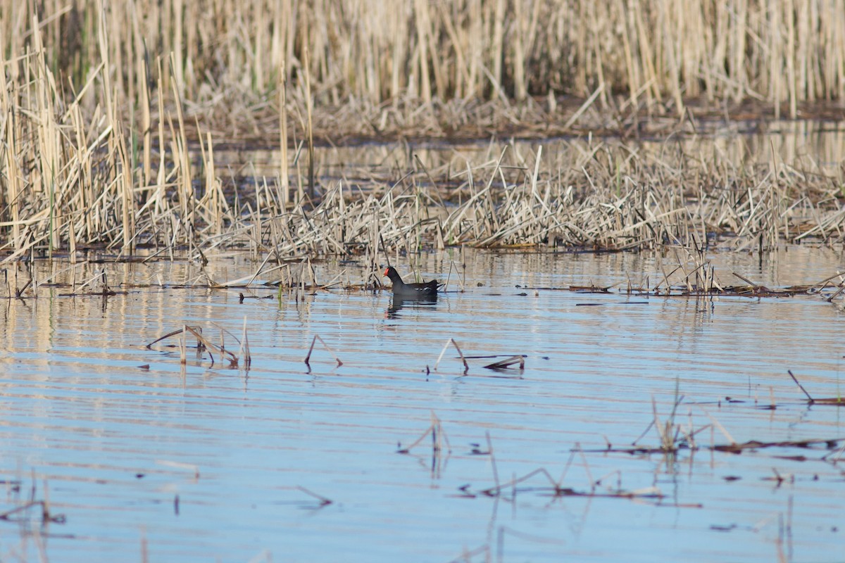 Common Gallinule - ML618639395