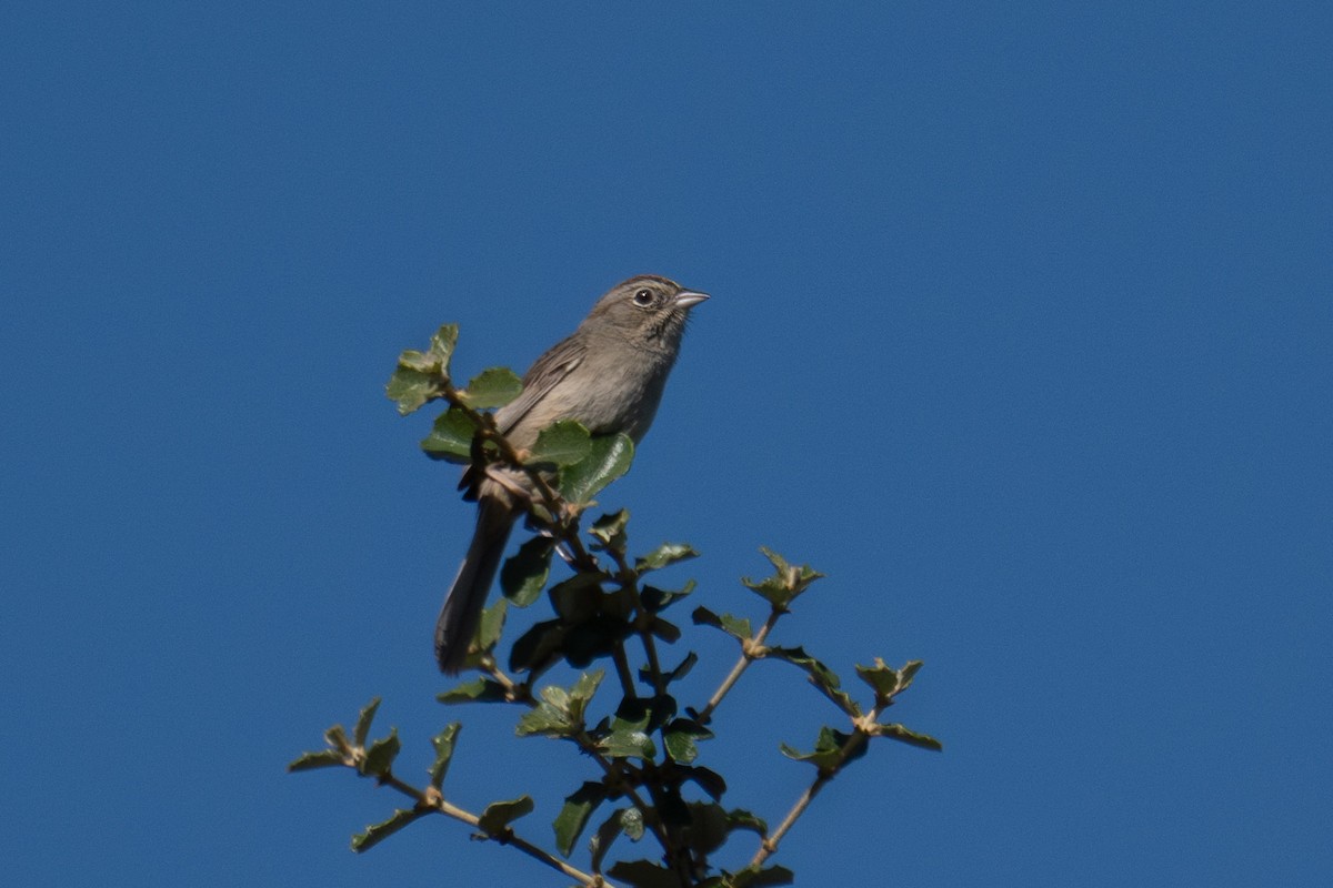 Rufous-crowned Sparrow - ML618639435