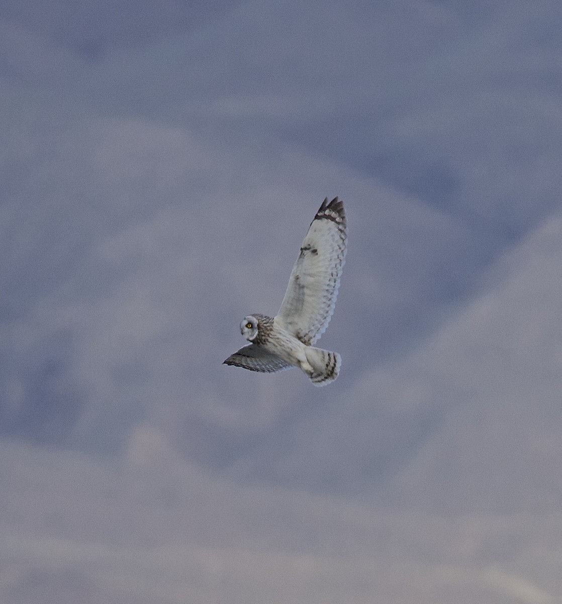 Short-eared Owl - ML618639460