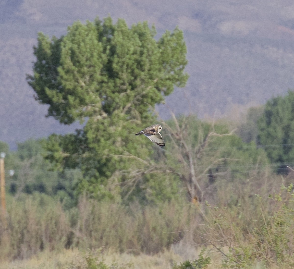 Short-eared Owl - Ron Wilson