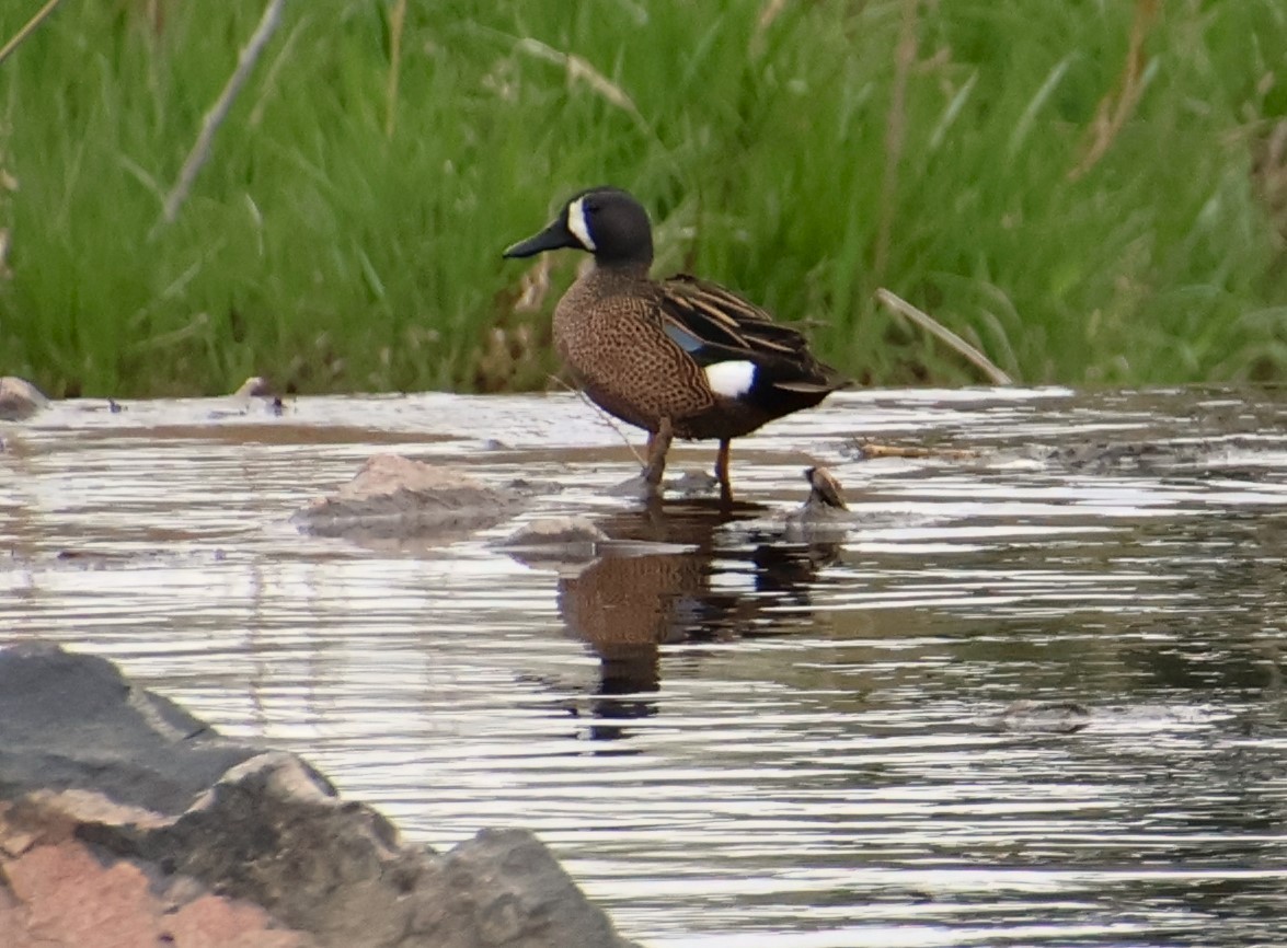 Blue-winged Teal - ML618639496