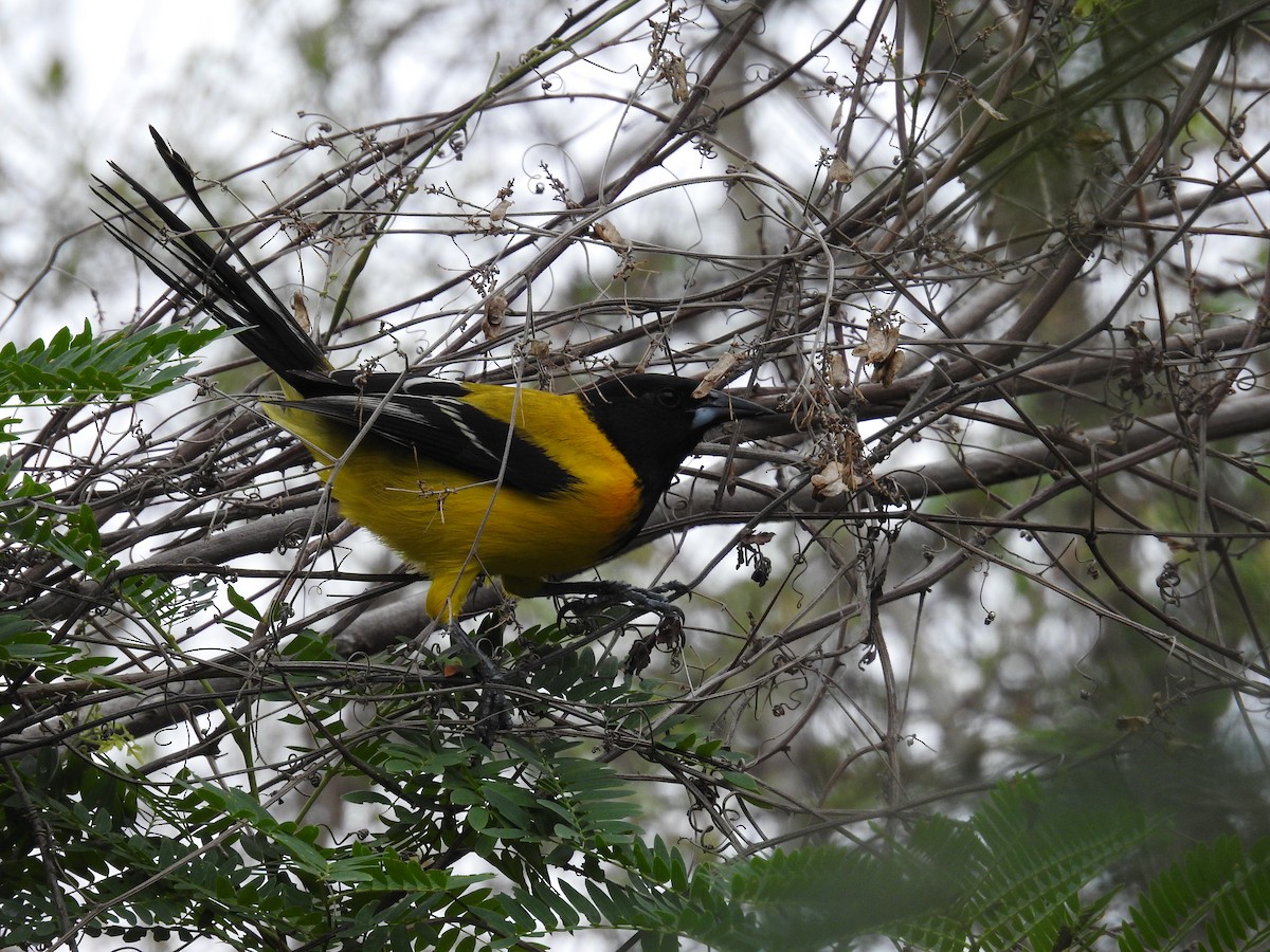 Audubon's Oriole (Audubon's) - ML618639501