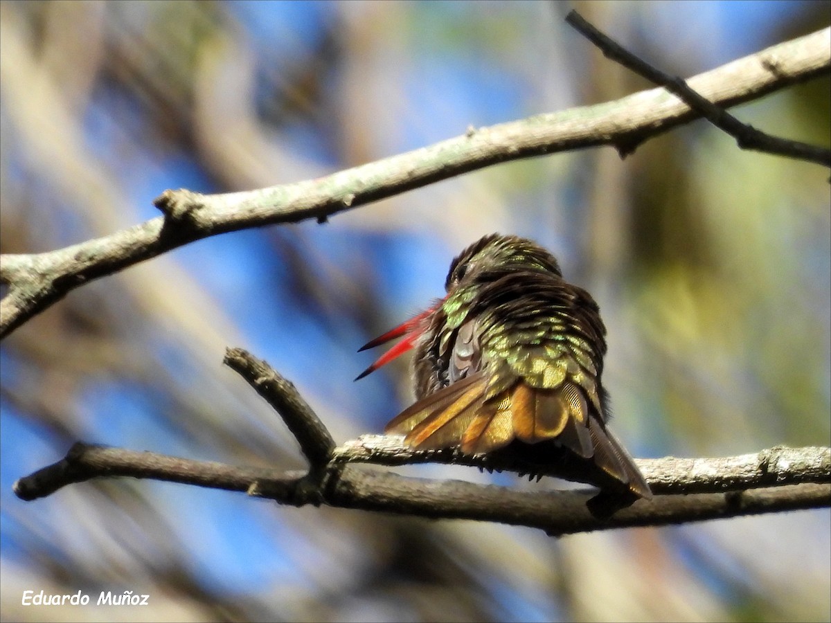 Gilded Hummingbird - Hermann Eduardo Muñoz