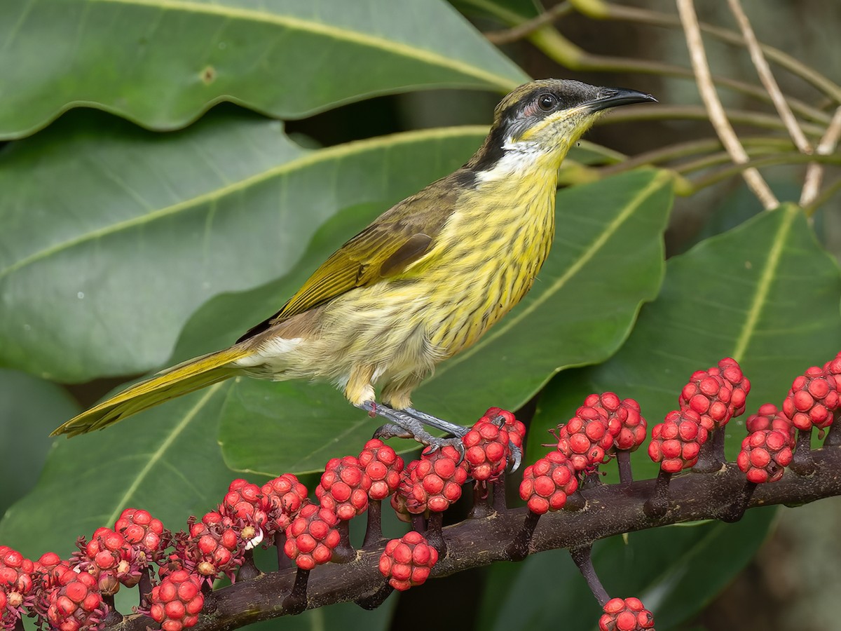Varied Honeyeater