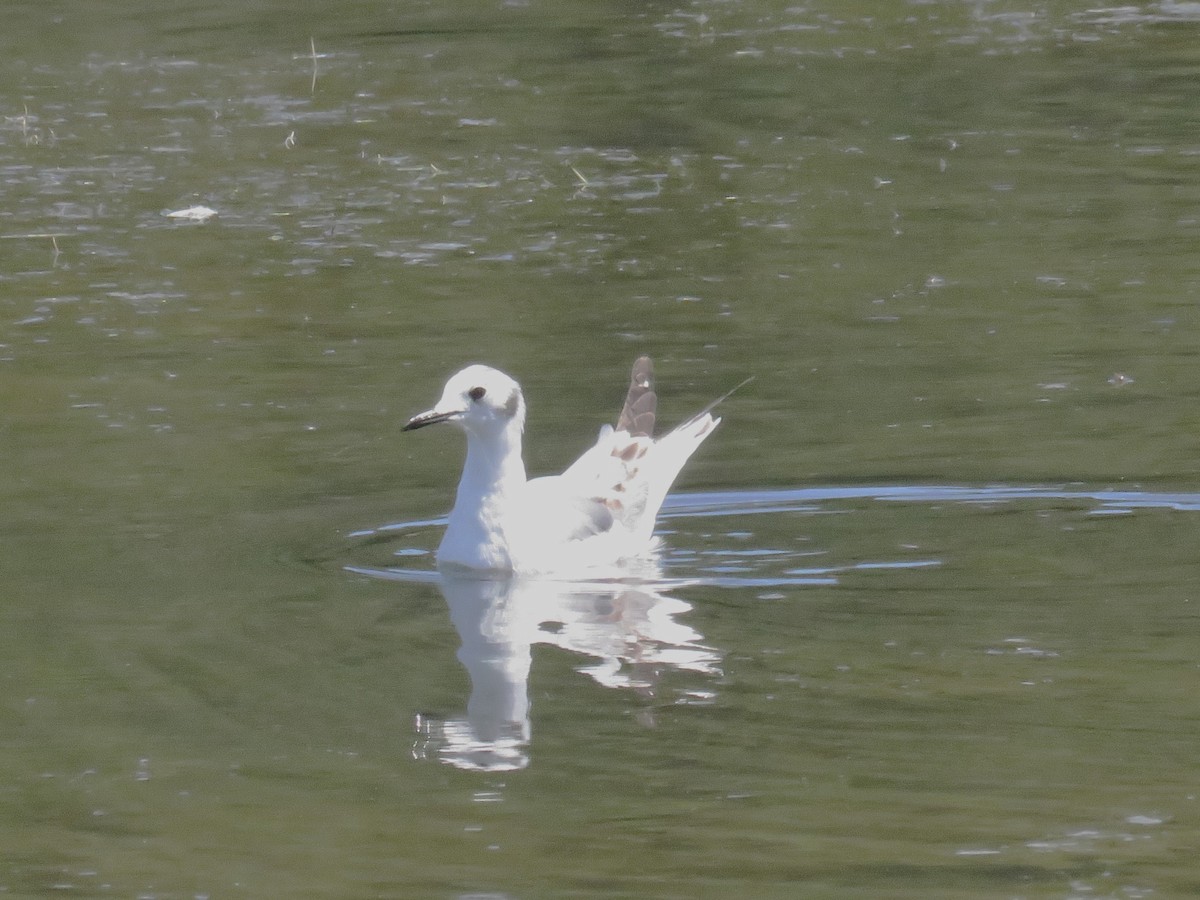 Mouette de Bonaparte - ML618639541