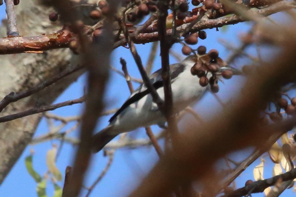 White-throated Magpie-Jay - Susan Hunter