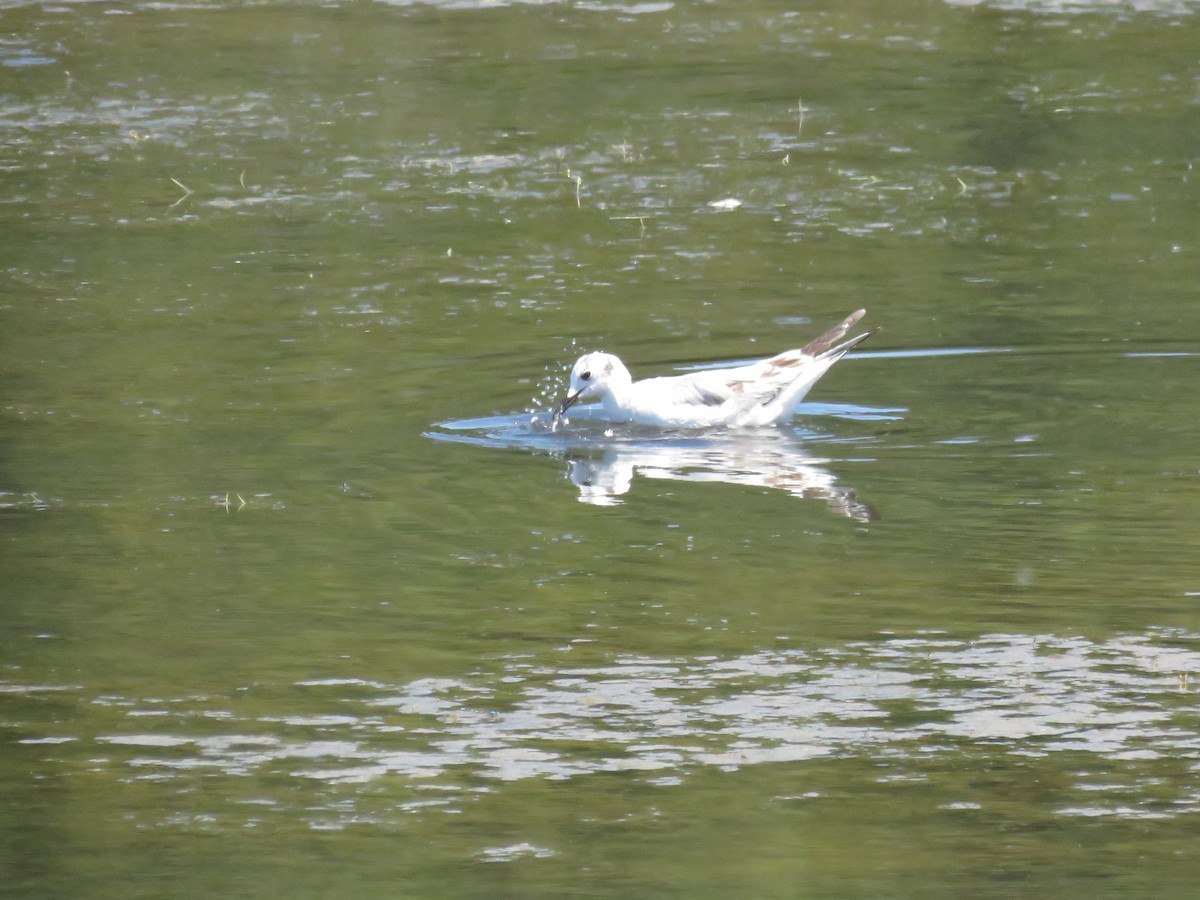 Mouette de Bonaparte - ML618639546