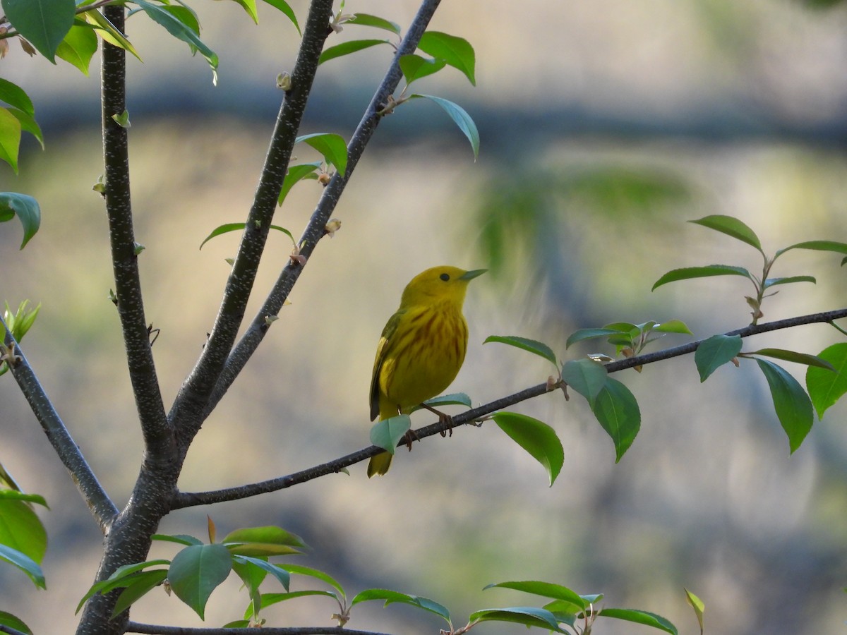 Yellow Warbler - Christina G