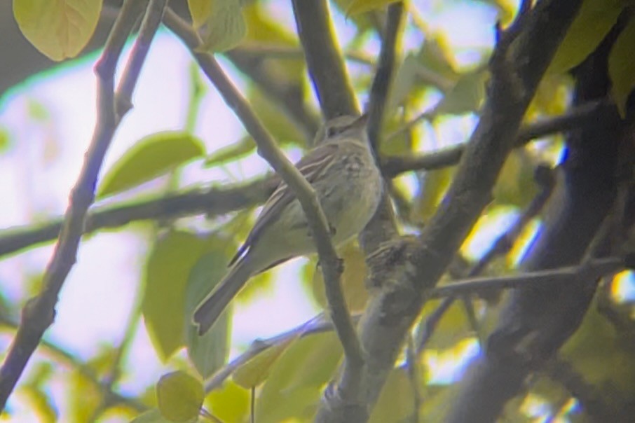 Dusky Flycatcher - Spencer Hildie