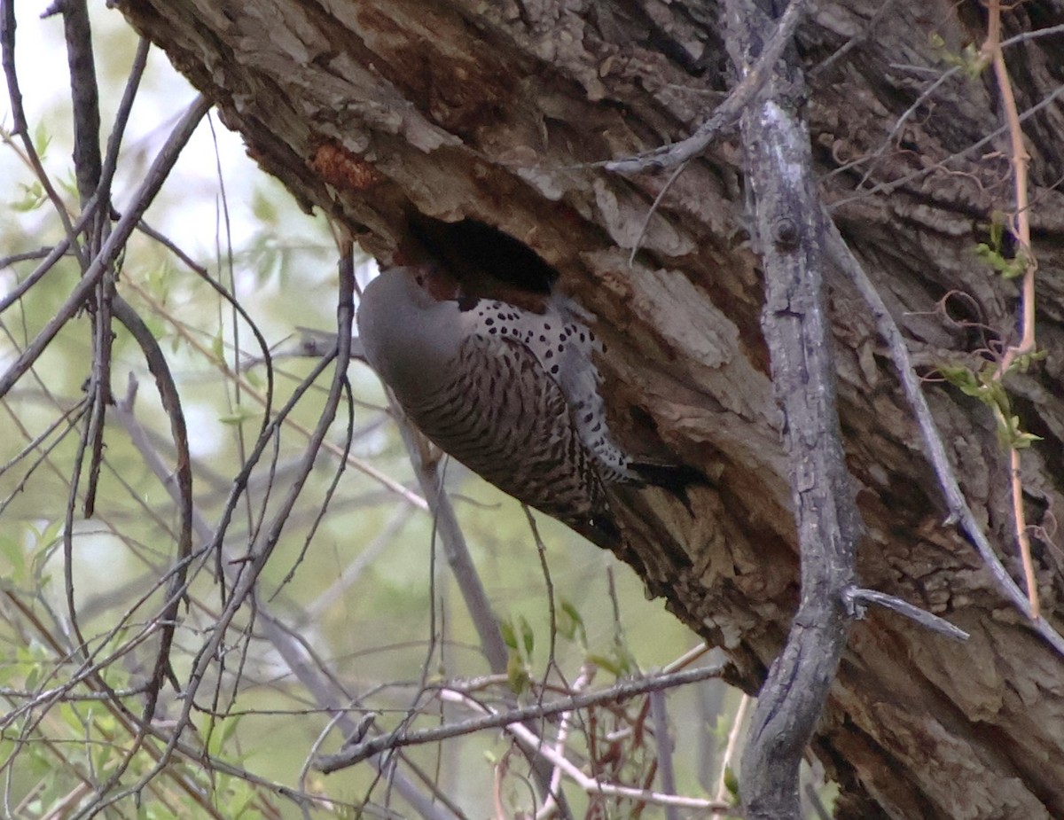 Northern Flicker - Steve VanLoh