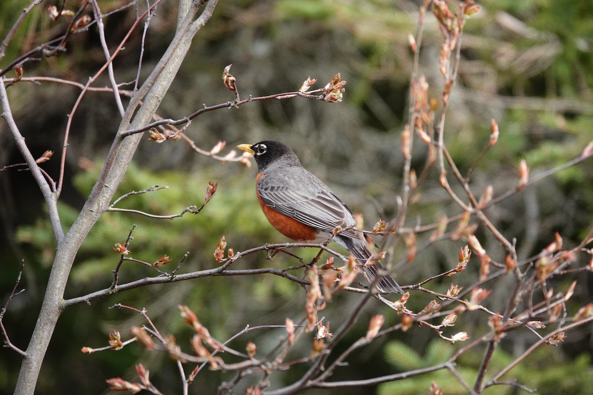 American Robin - ML618639575