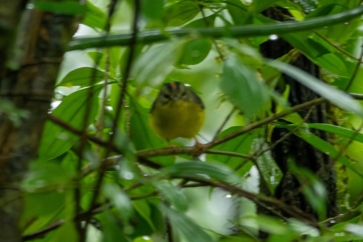 Golden-crowned Warbler - Rich and Lynne Glassford