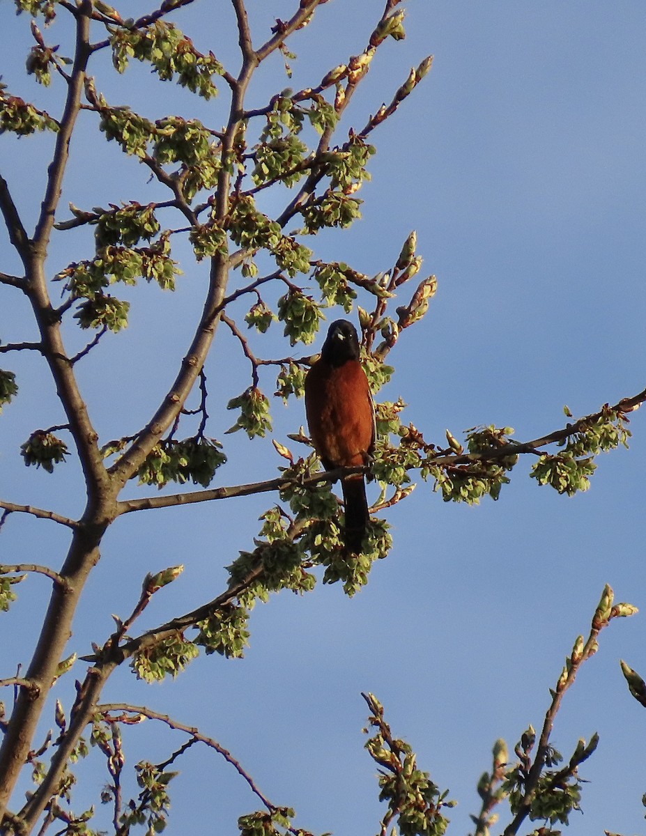 Orchard Oriole - Tova Mellen