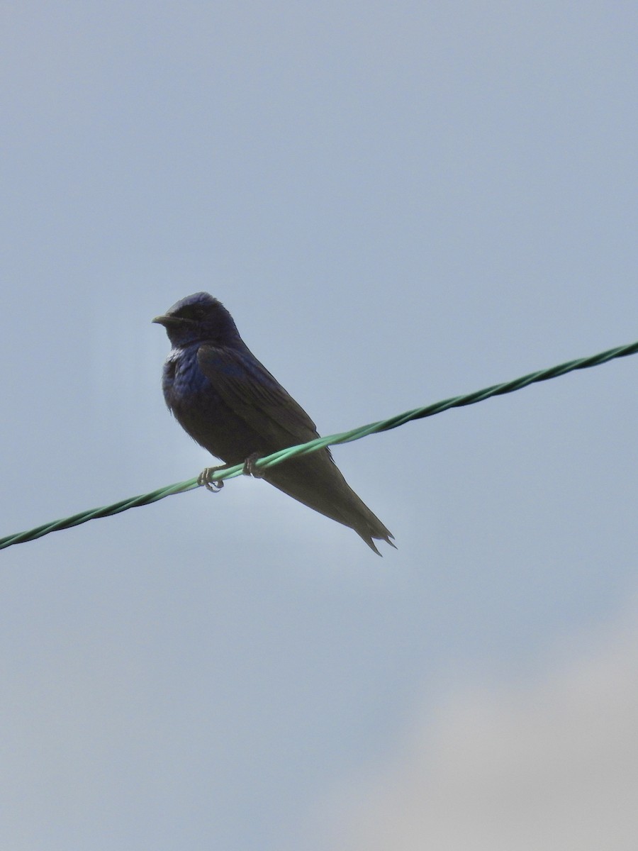 Purple Martin - ML618639590