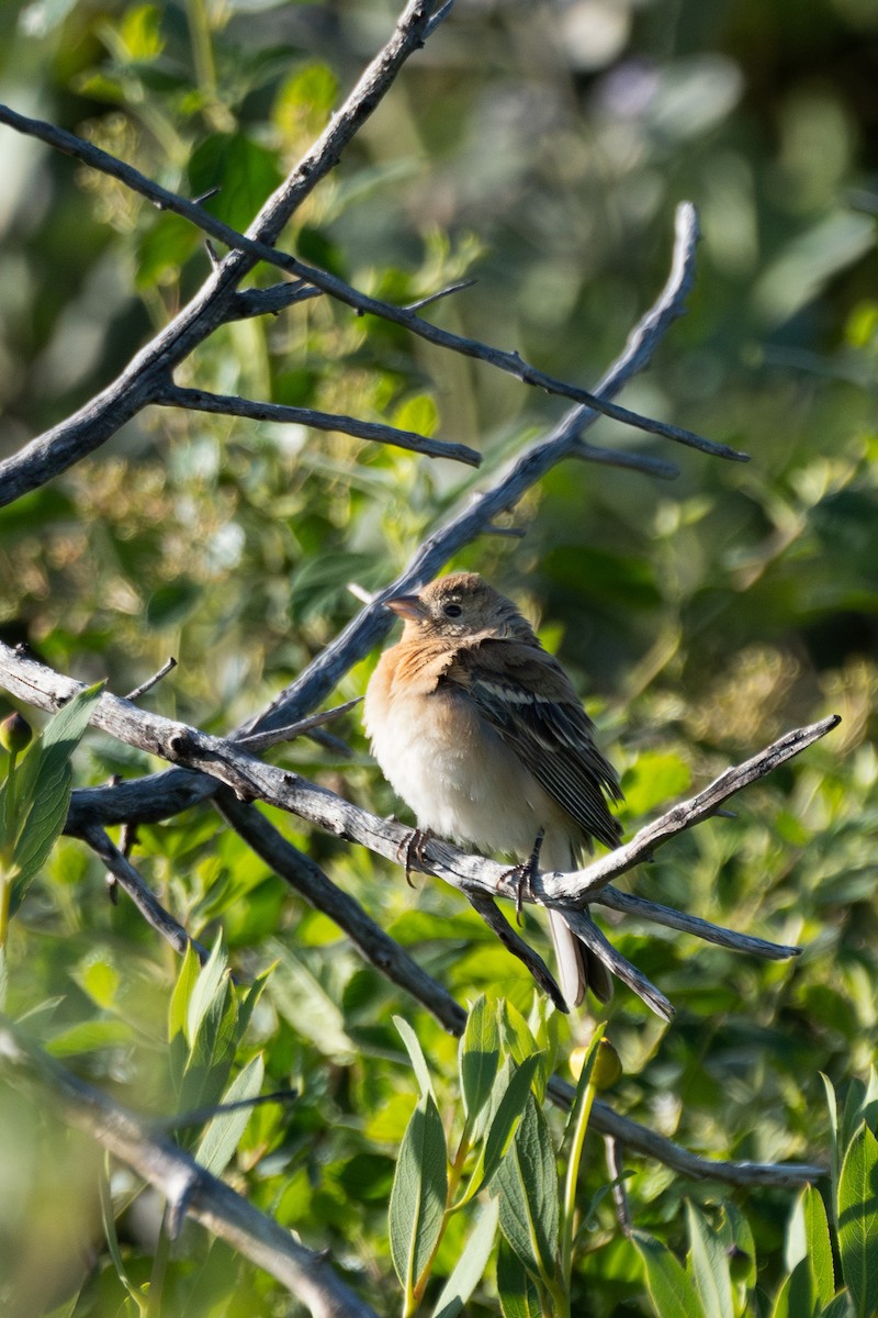 Lazuli Bunting - ML618639630